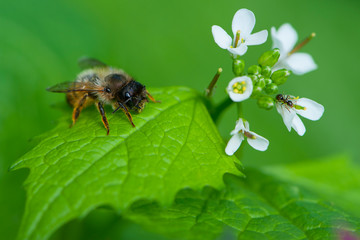
little white flowers and a bee sitting on a green leaf