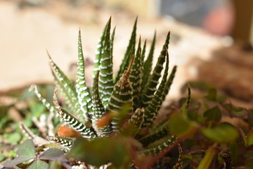 Small succulent plant