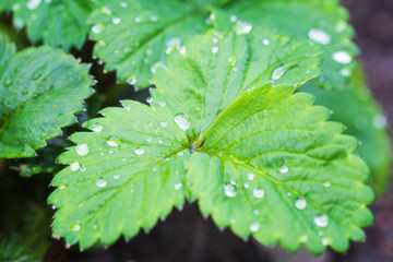 Fototapeta na wymiar Green Strawberry leaves after the rain. Clear Dew drops on the leaves. Wet leaves in Summer morning background. Selective focus.