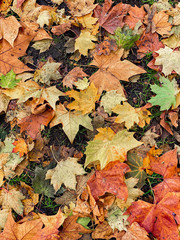 Autumn leaves on the ground