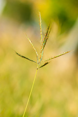 Grass flowers in the backyard in summer.