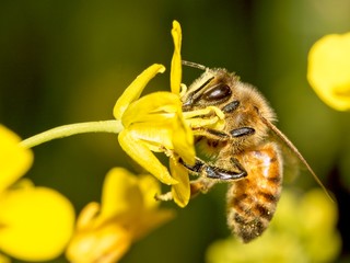 common bee collects pollen from flowers in a meadow