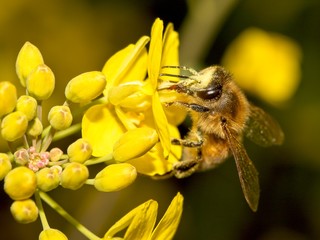 common bee collects pollen from flowers in a meadow