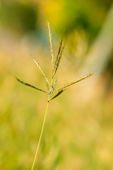 Grass flowers in the backyard in summer.
