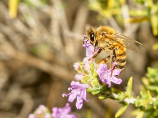 common bee collects pollen from flowers in a meadow