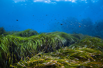 Fototapeta na wymiar Seagrass-Posidonie (Posidonia oceanica) of Mediterranean sea.