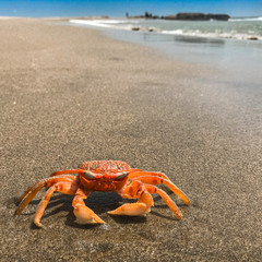 Angry cute orange red crab on the beach in south america minding its own business.
