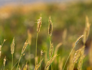 Grass flowers in the backyard in summer.