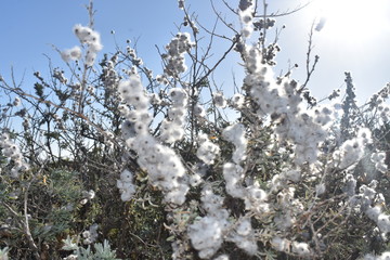 Fluffy white flower