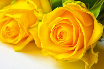 yellow rose. beautiful bright flower.
