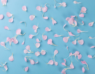 Pink Carnation Petals Texture, Dianthus or Schabaud Background