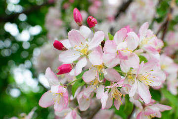 Obraz na płótnie Canvas Beautiful Apple Tree Flowers in Spring Garden