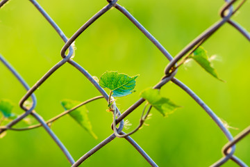 Vines rise at the winding fence, wall, yard in the park.