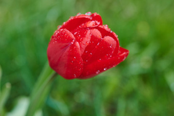 A red tulip enveloped in raindrops
