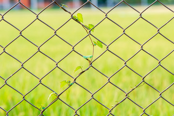 Fototapeta premium Vines rise at the winding fence, wall, yard in the park.