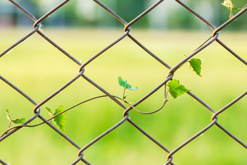 Fototapeta premium Vines rise at the winding fence, wall, yard in the park.