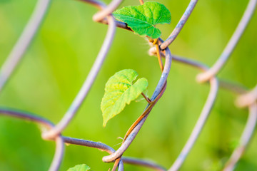 Vines rise at the winding fence, wall, yard in the park.