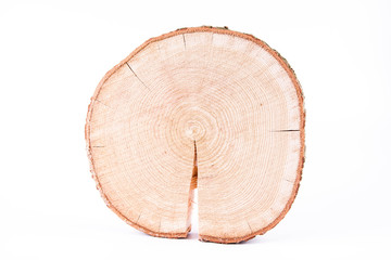 Slice of fresh oak wood on a white background	
