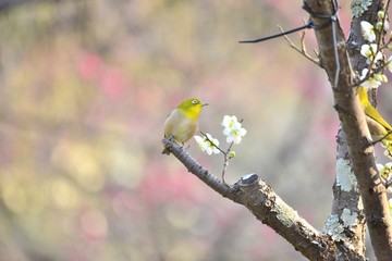 メジロと梅