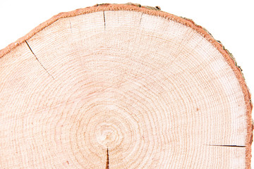 Slice of fresh oak wood on a white background	
