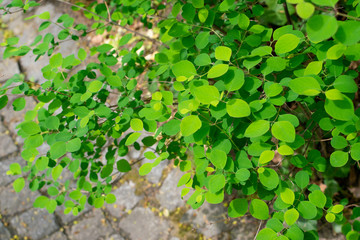 Young Light Green Spring Leaves in Sunshine Day