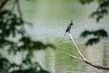 Oriental darter 