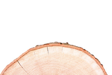 Slice of fresh oak wood on a white background with text space
