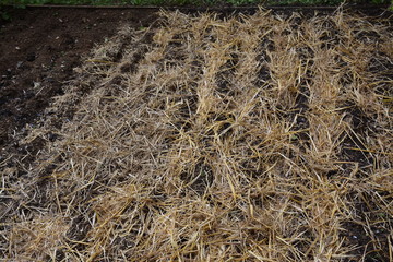 A la maison - Le coin potager - Le paillage