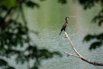 Oriental darter 