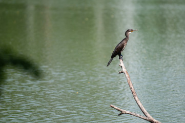 Oriental darter 