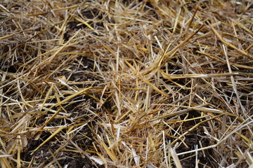 A la maison - Le coin potager - Le paillage