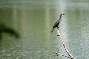 Oriental darter 