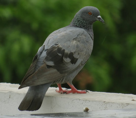 close up of a pigeon