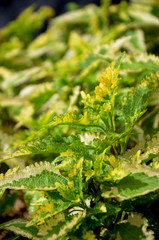 green fern leaves