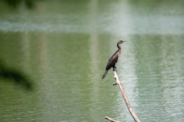 Oriental darter 