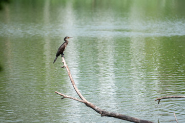 Oriental darter 