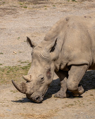 Obraz premium Rhino in the zoo