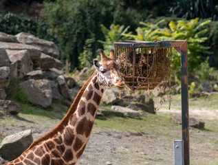 Giraffe eating grass