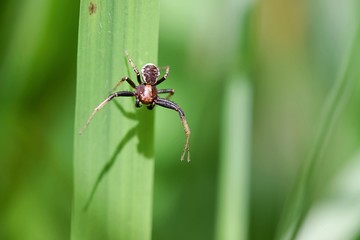 Araignée position défense attaque
