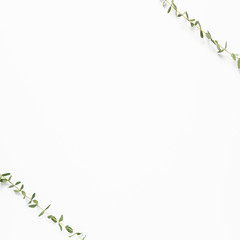 Obraz premium Eucalyptus leaves on white background. Floral composition, flat lay, top view, copy space