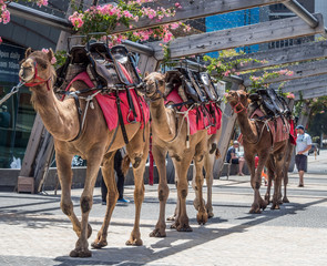 Perth, WA / Australia - 02/17/2018 Camel rides in the centre of Perth WA