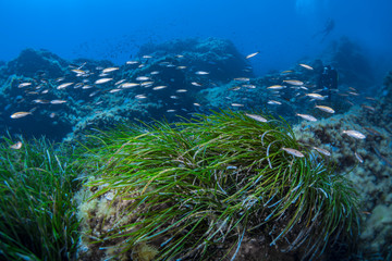 Fototapeta na wymiar Seagrass-Posidonie (Posidonia oceanica) of Mediterranean sea.