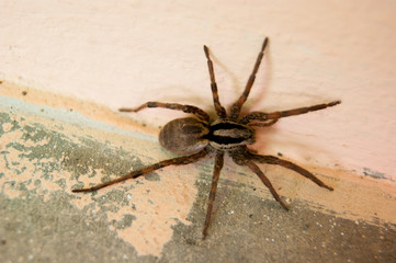 A family of araneomorphic spiders - a funnel spider crawls on a sunny summer day on a warm concrete floor near the wall.