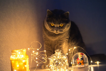 A furry cat looks at the twinkling lights of a garland in the room, a pet illuminated from below