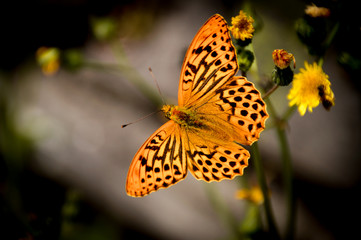 Strahlender Schmetterling vor Blumen