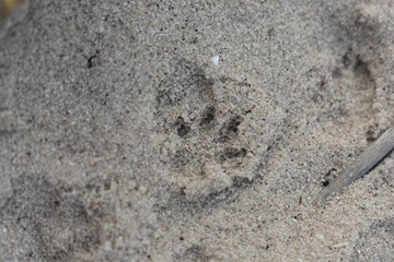 Small footprint in the sand