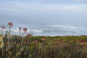 Coastal Sea view with dunes and plant growth, Flowers