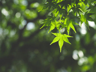 Obraz premium 新緑 カエデの葉 ５月