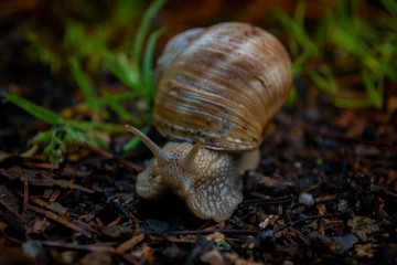 snail on a leaf on the ground 