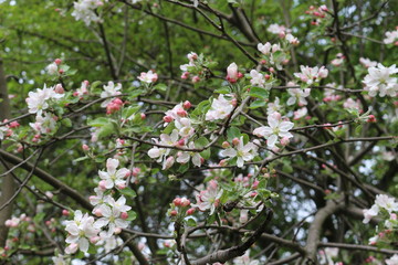 
Pink flowers blossomed on an apple tree in spring